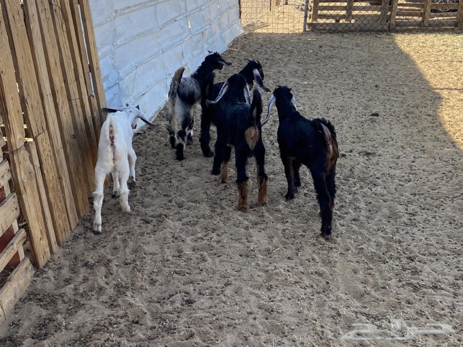 Five calves are suckling without their mothers.63118542478339114