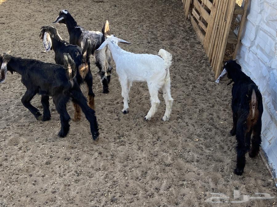 Five calves are suckling without their mothers.63118542478339113