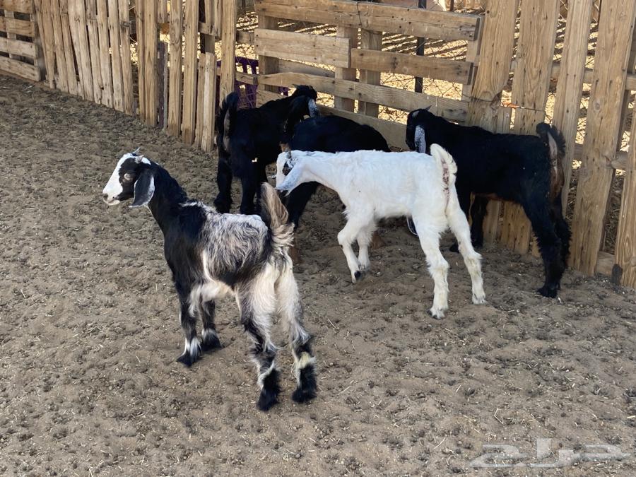 Five calves are suckling without their mothers.63118542478339112