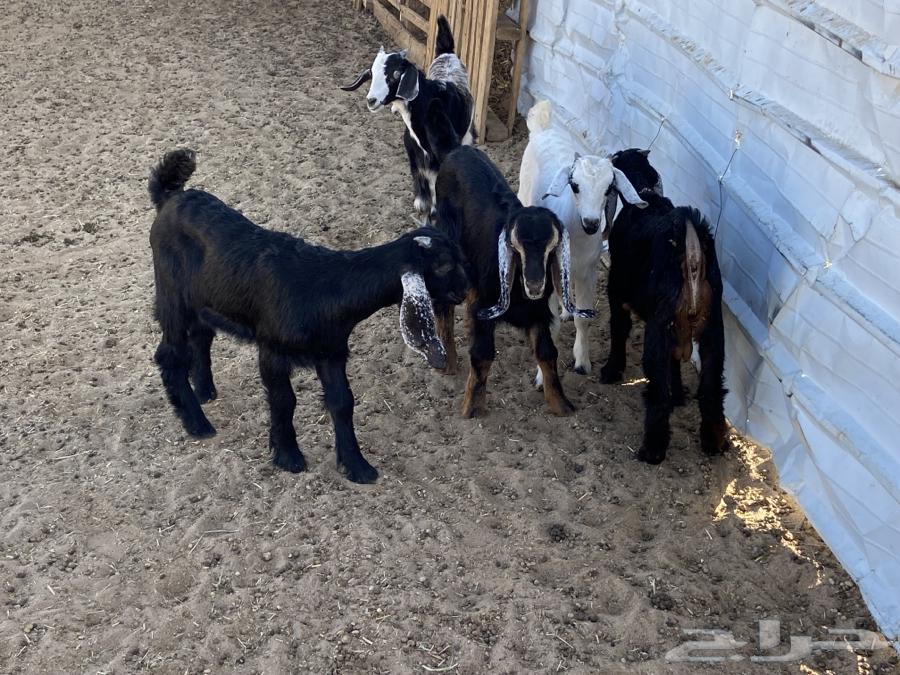 Five calves are suckling without their mothers.63118542478339113