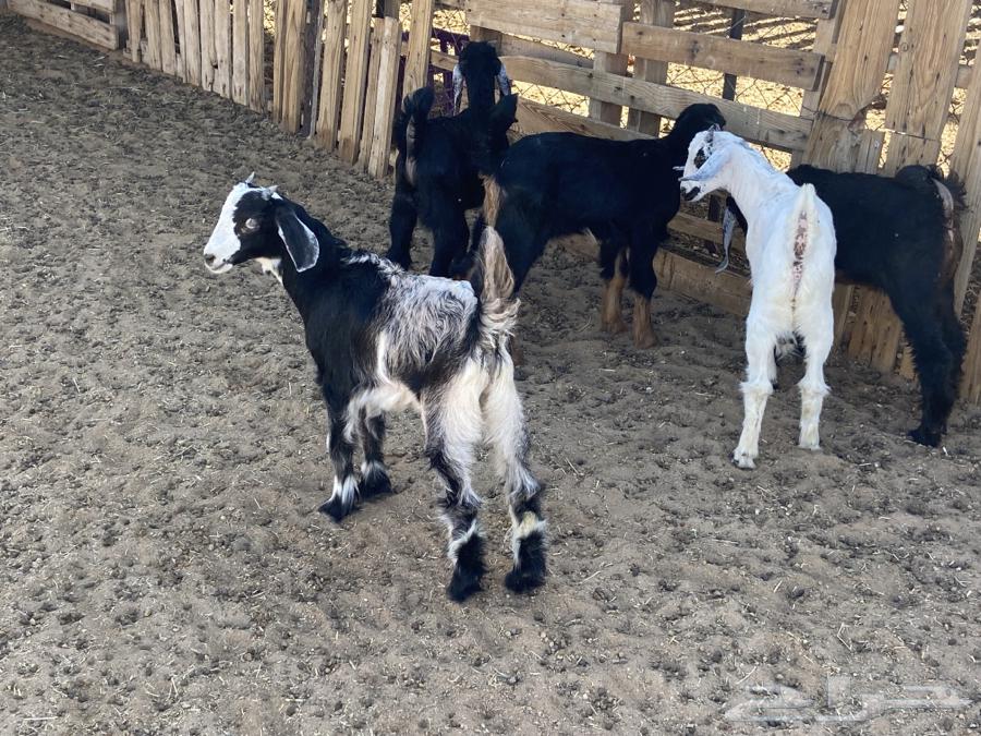 Five calves are suckling without their mothers.63118542478339111