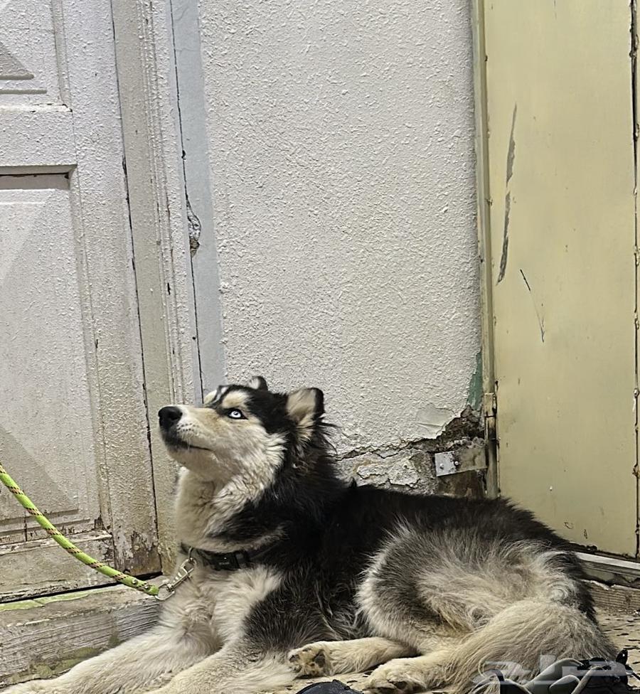 Siberian Husky for sale (urgent sale) or exchange for iPhone 12 1363109388982402112