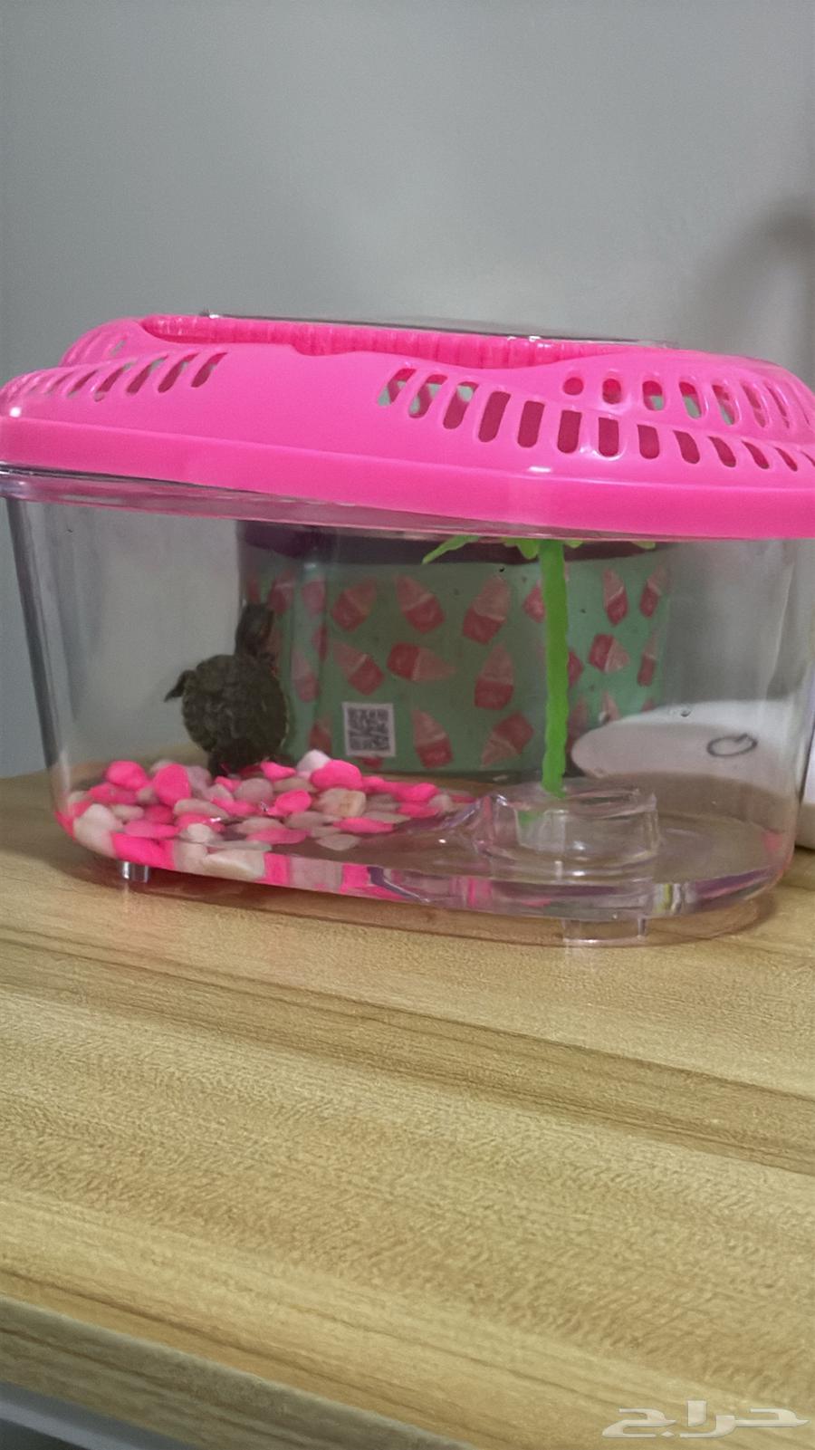 Turtle63482025822083114