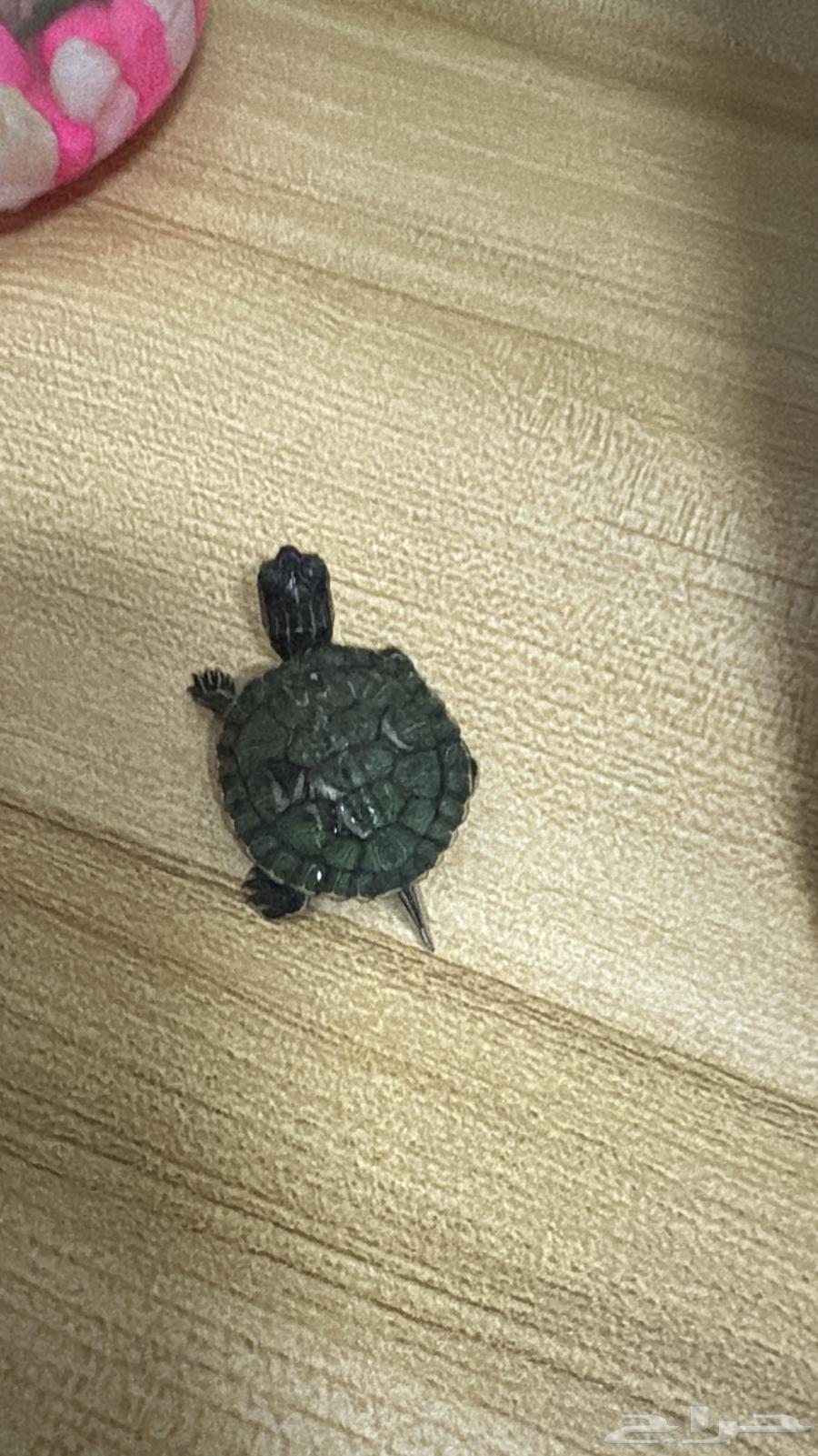 Turtle63482025822083113