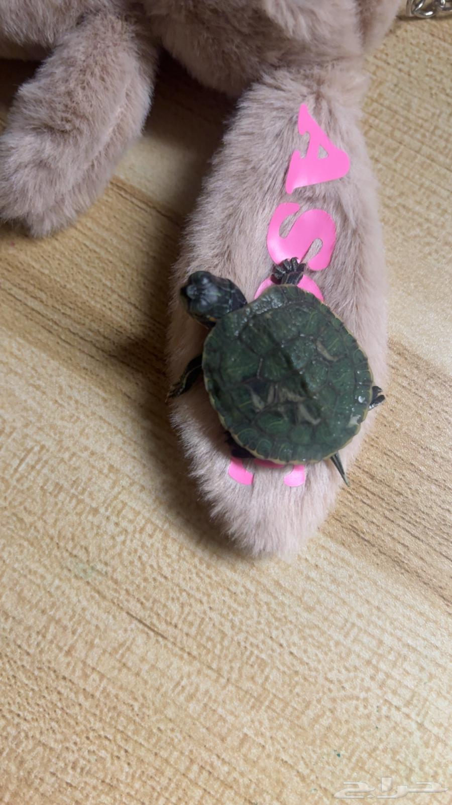 Turtle63482025822083110