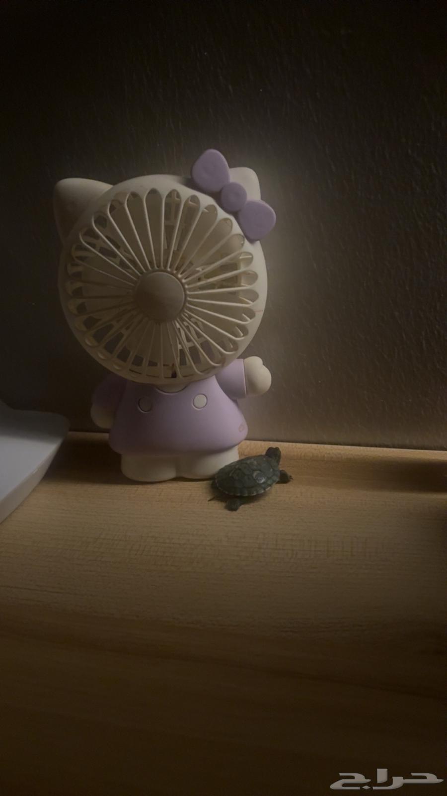 Turtle63482025822083112