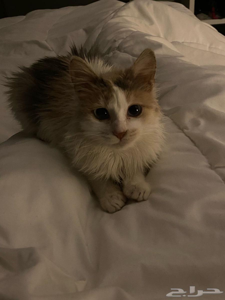 Shirazi cat for adoption63107176729473112