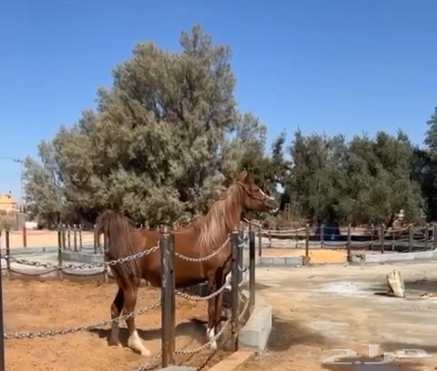 فرس شعبيه قطعه وجباره63106768727937111