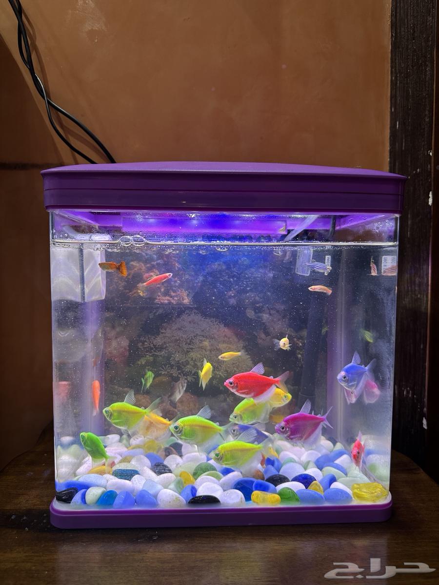 Fish tank filter with ornamental fish63107176714627111