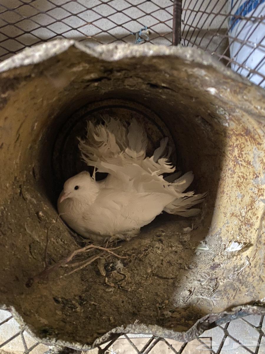 A pair of breeding pigeons (Sold, may God bless the buyer)63106396496002114