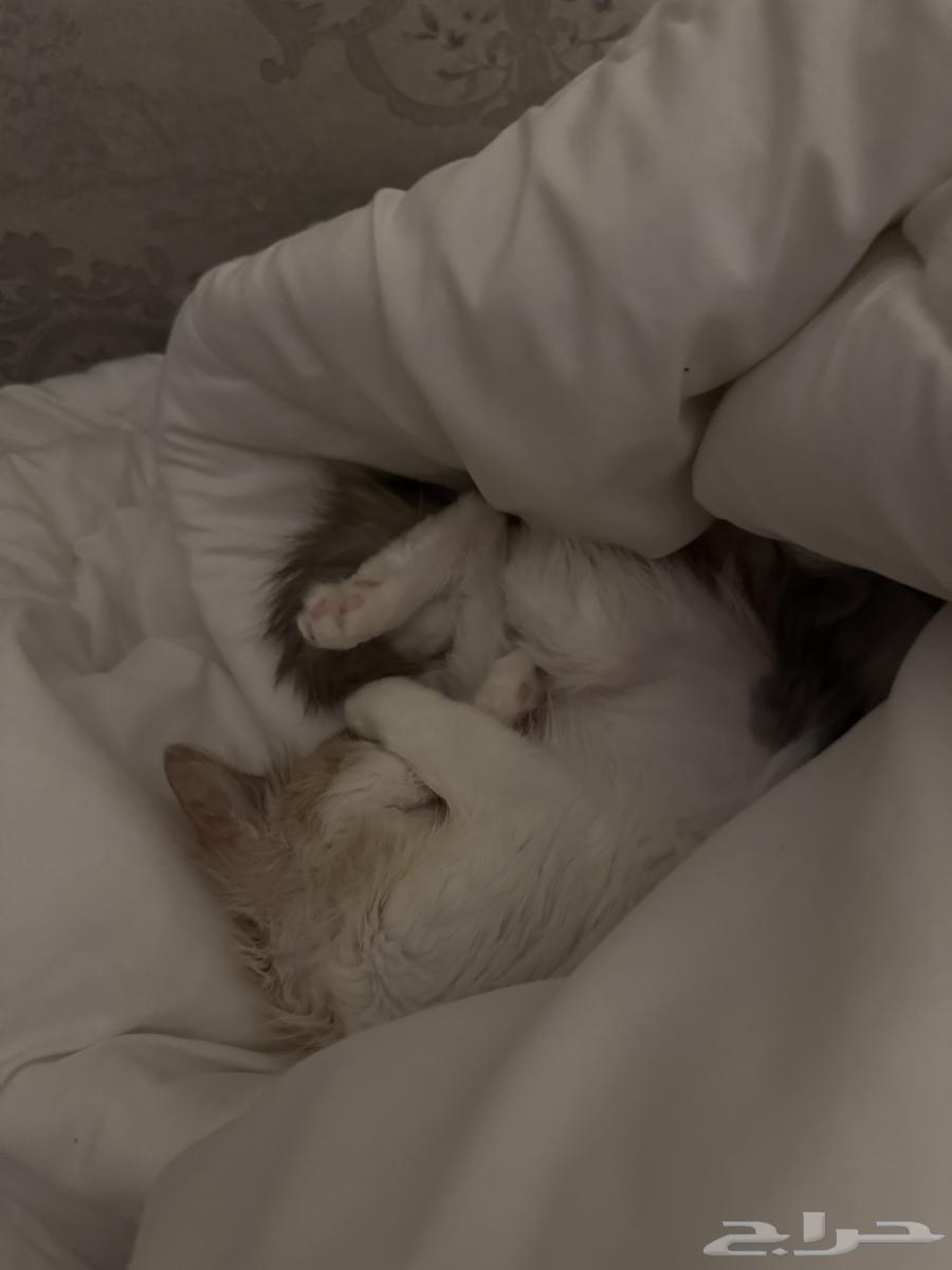 Shirazi cat for adoption63107176729473113