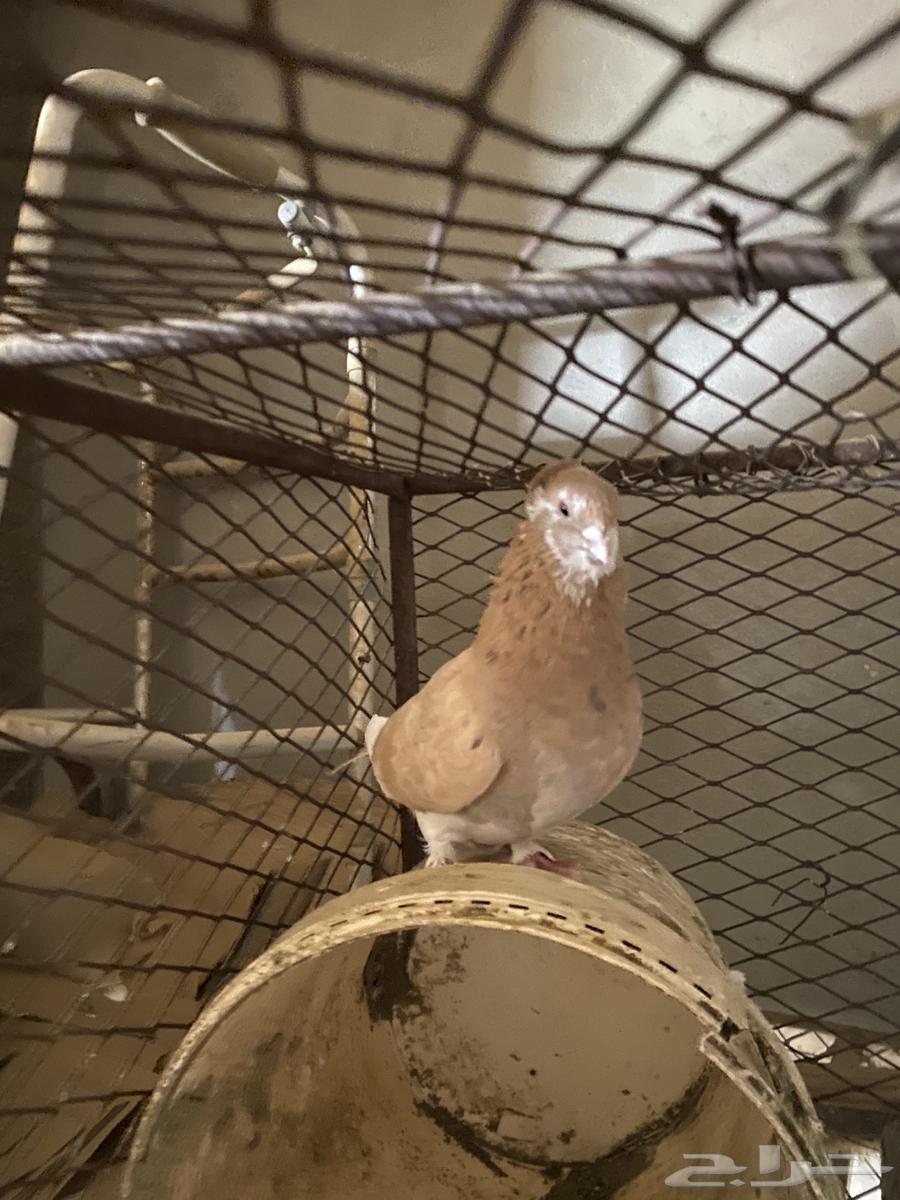 A pair of breeding pigeons (Sold, may God bless the buyer)63106396496002112