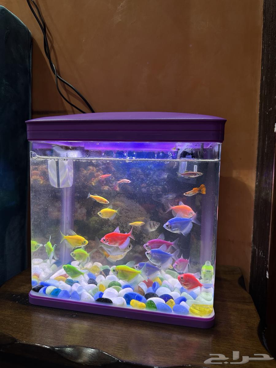 Fish tank filter with ornamental fish63107176714627112