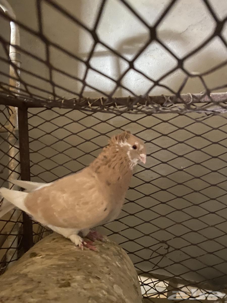 A pair of breeding pigeons (Sold, may God bless the buyer)63106396496002113