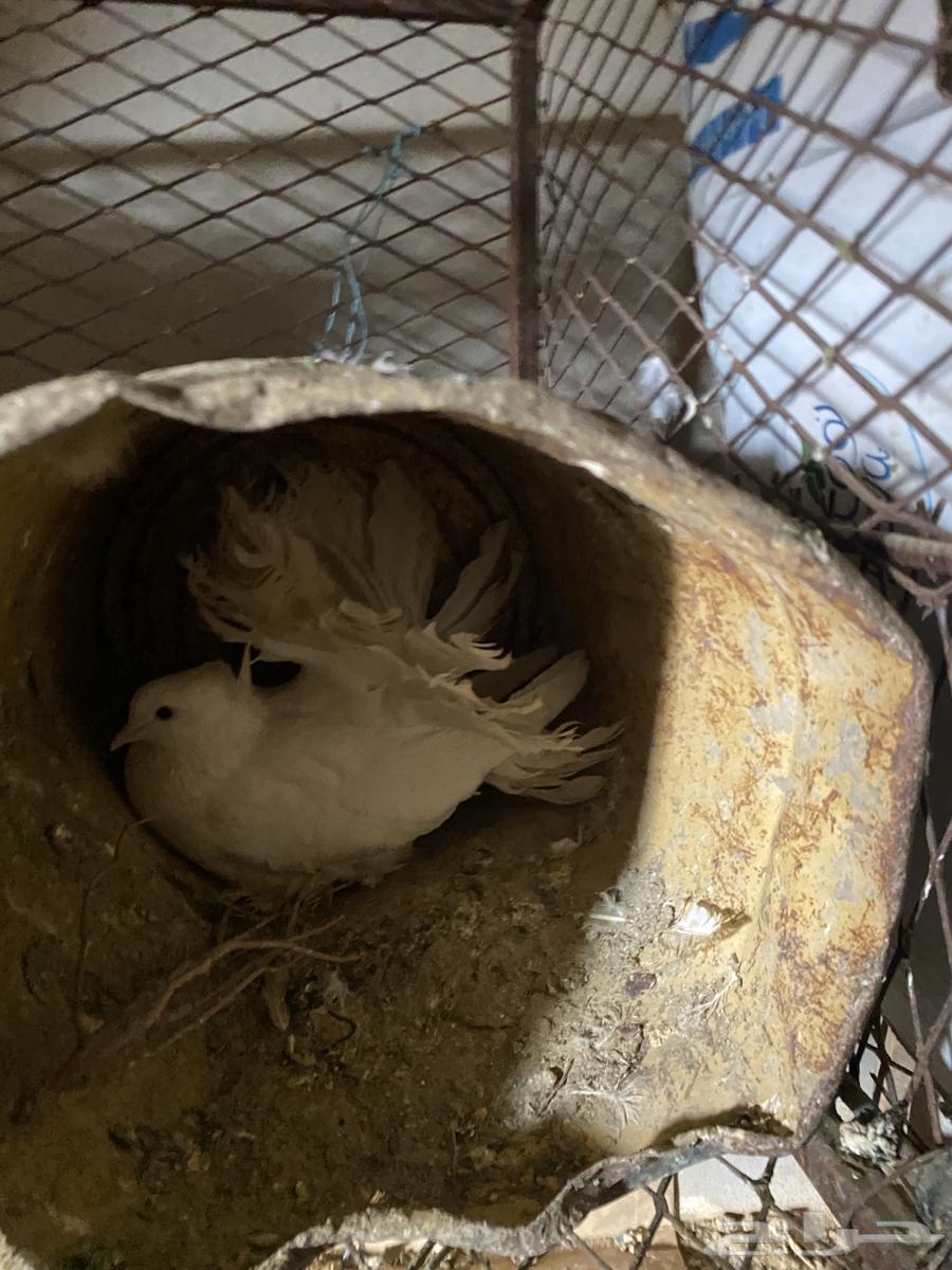 A pair of breeding pigeons (Sold, may God bless the buyer)631063964960021115