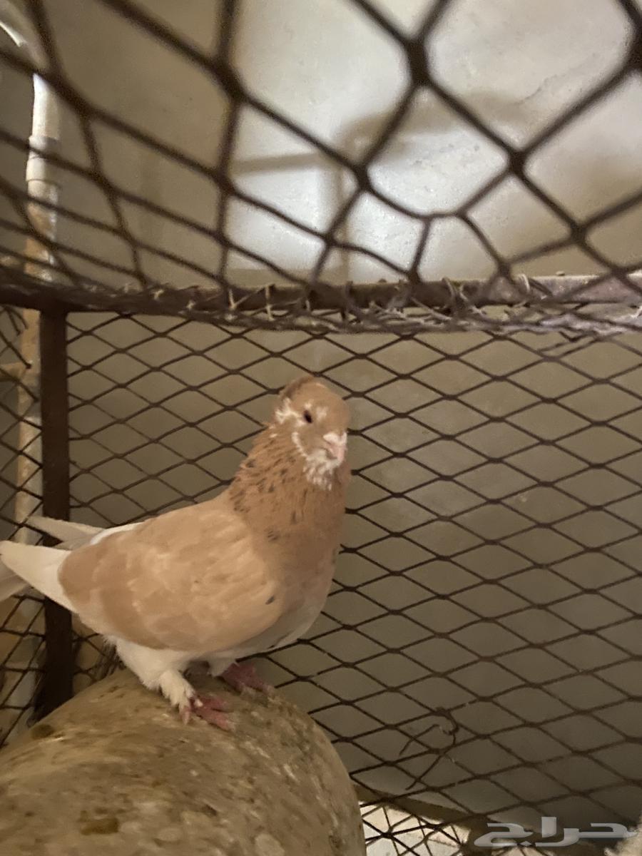 A pair of breeding pigeons (Sold, may God bless the buyer)63106396496002111