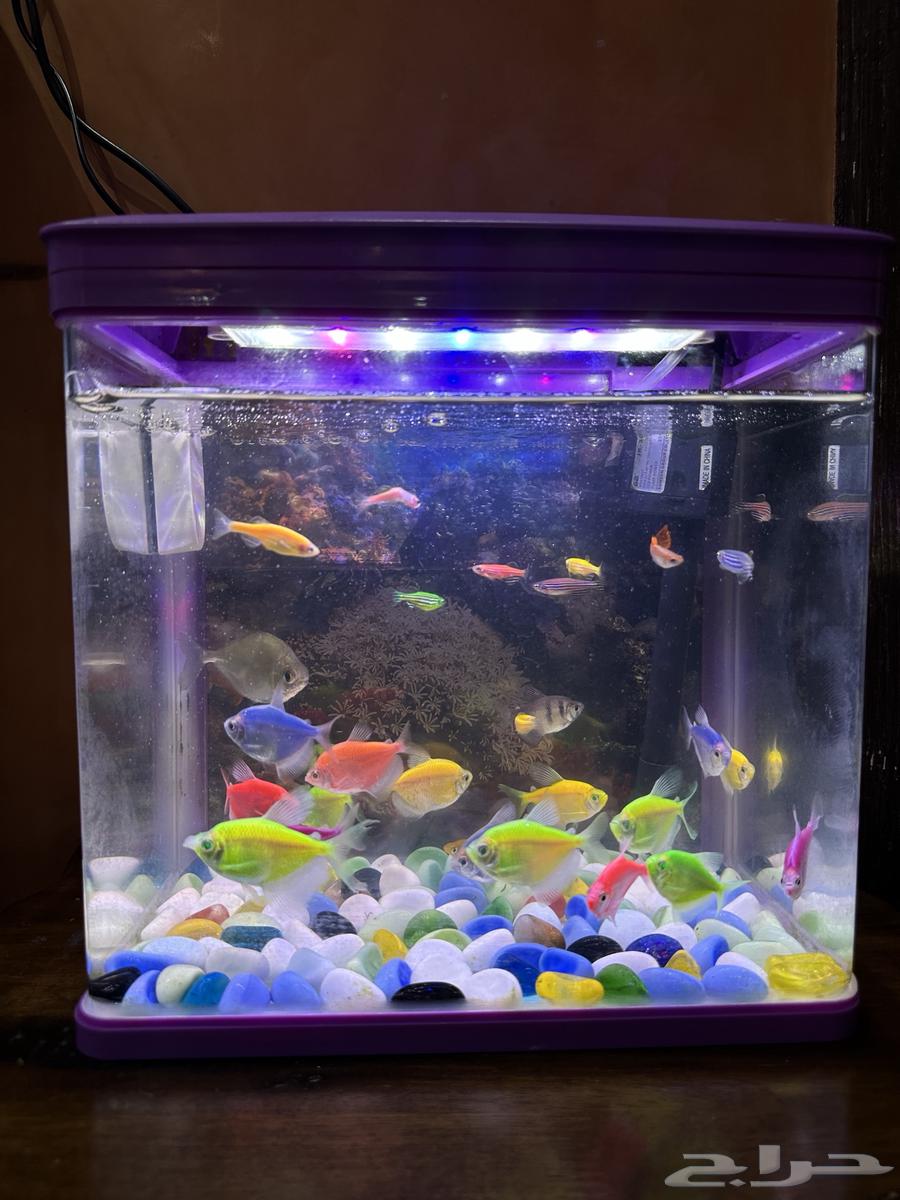 Fish tank filter with ornamental fish631071767146271111