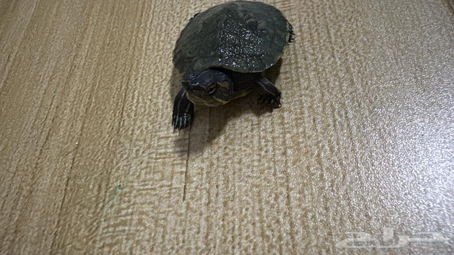 Turtle63482025822083111