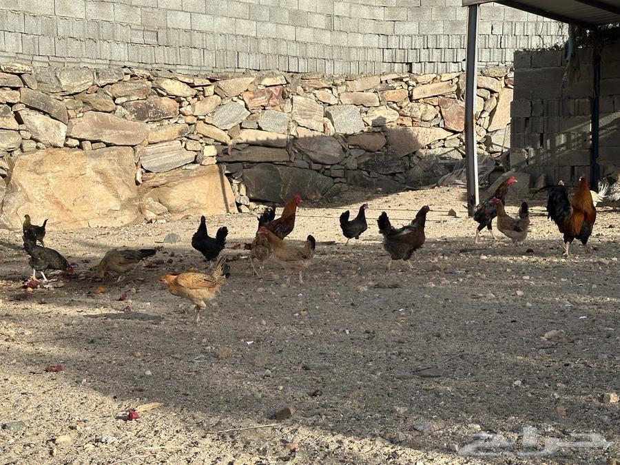 Local chicken leg634818346443551111