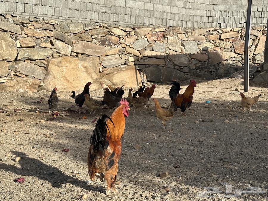 Local chicken leg63481834644355114