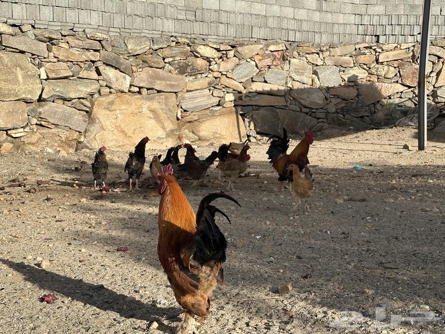 Local chicken leg63481834644355113