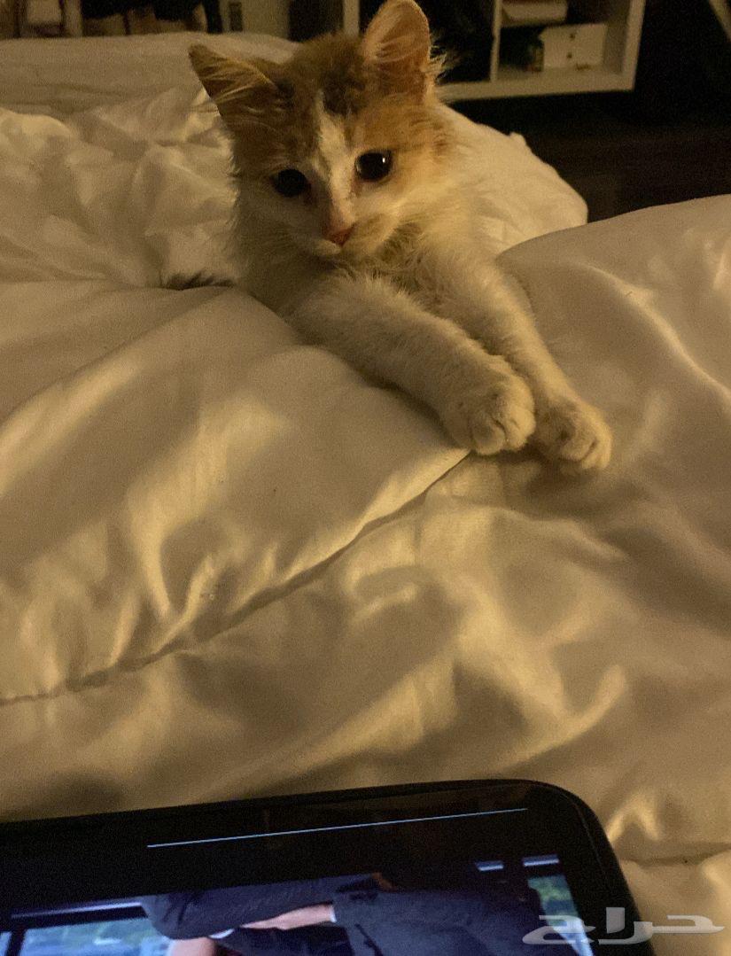 Shirazi cat for adoption631071767294731124