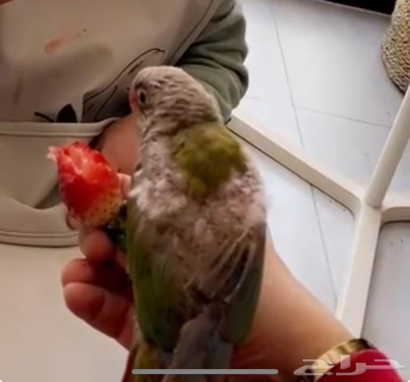 ببغاء كنيور سينامون مفقود63106406297859112