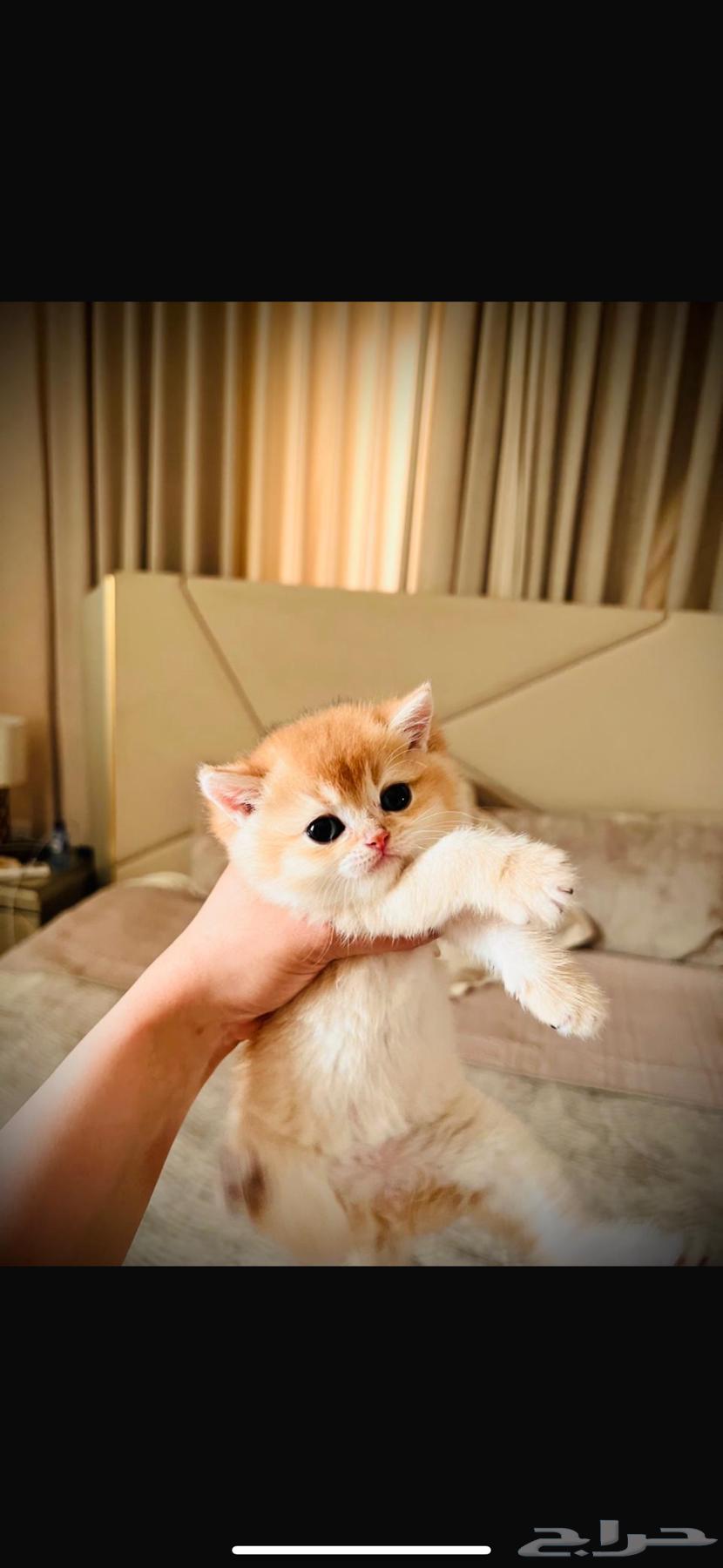 كيتن من أب سكوتش وأم برتش مستويات عاليه63106763798915114