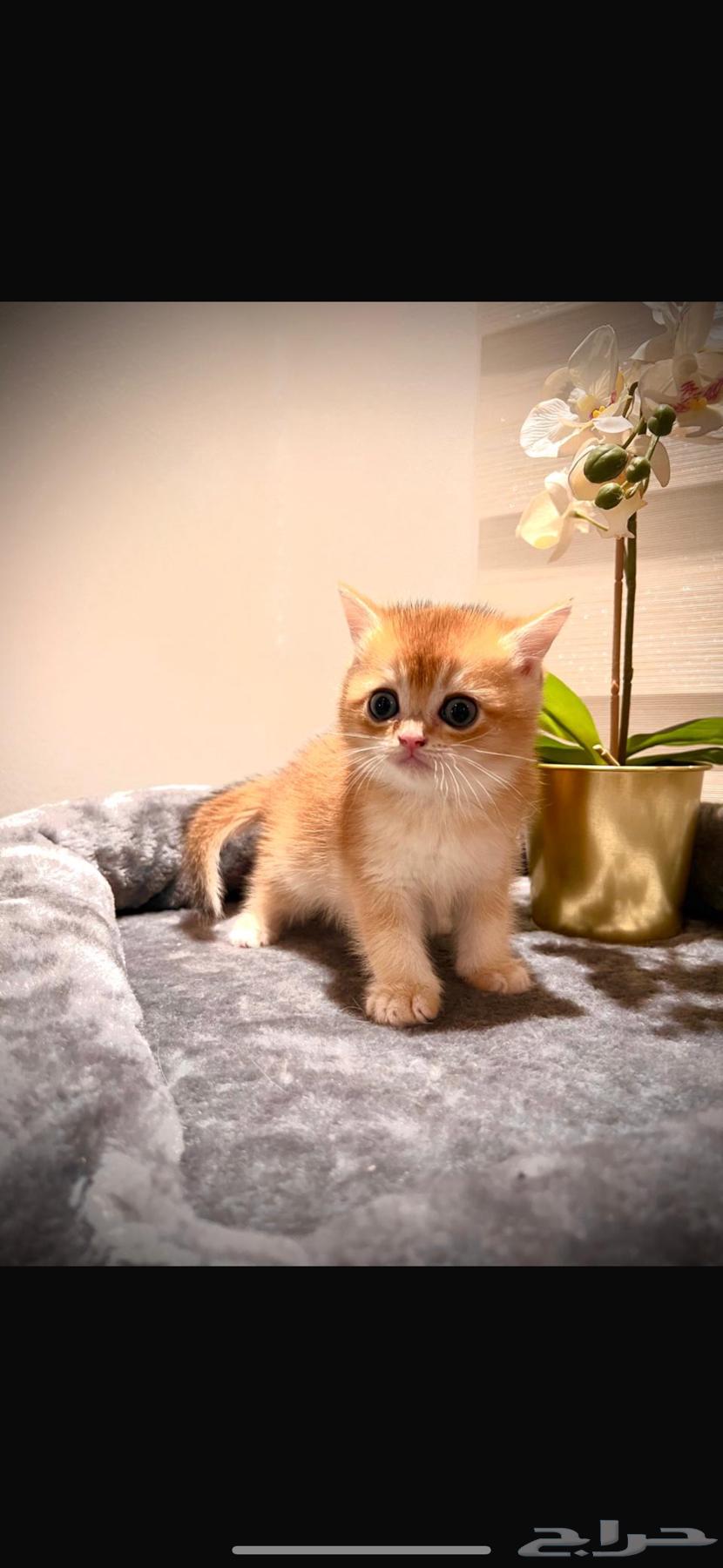 كيتن من أب سكوتش وأم برتش مستويات عاليه63106763798915112