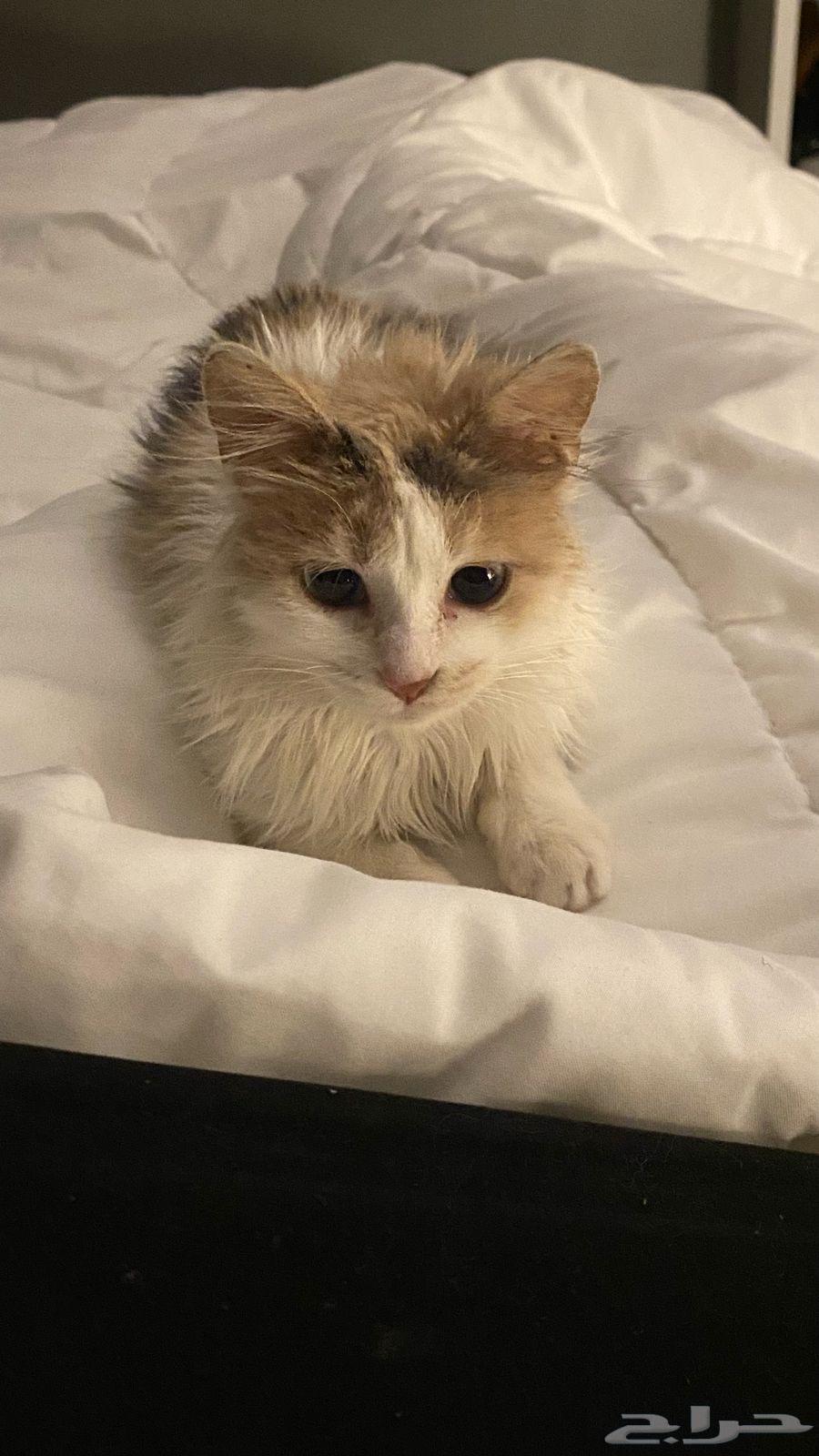 Shirazi cat for adoption63107176729473111
