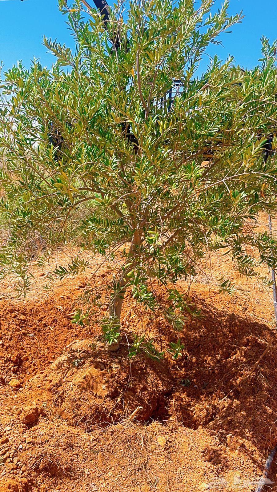Olive trees quantity634818659226911110