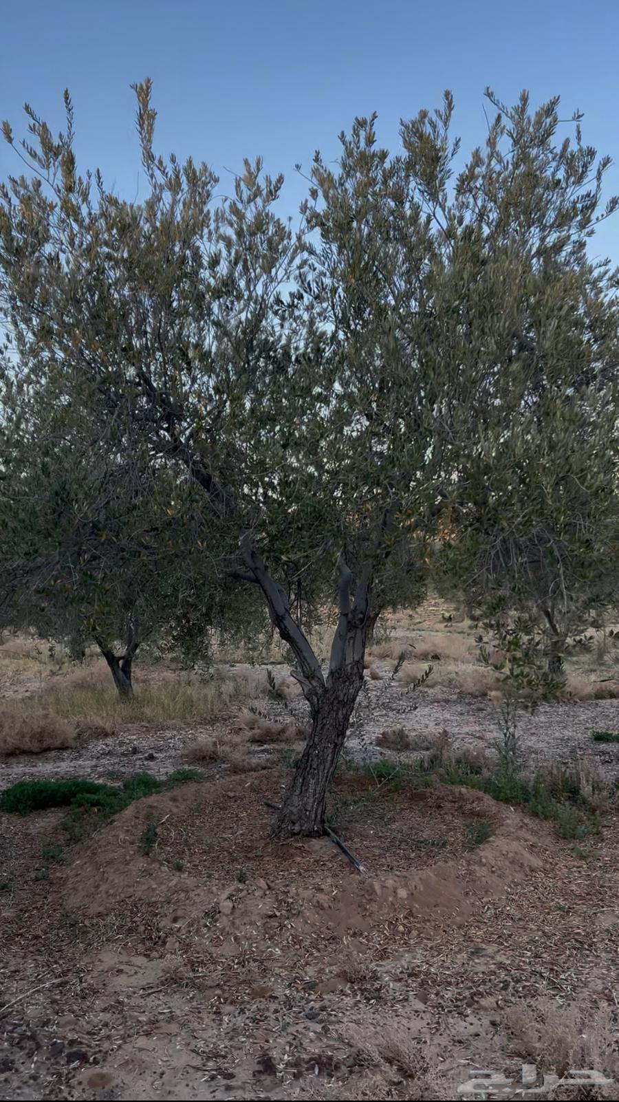 An olive tree in the hollow63101909986562114