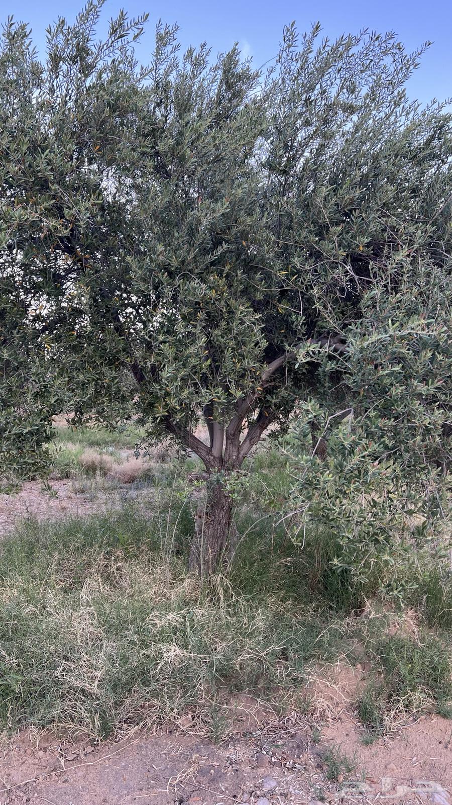 An olive tree in the hollow63101909986562113