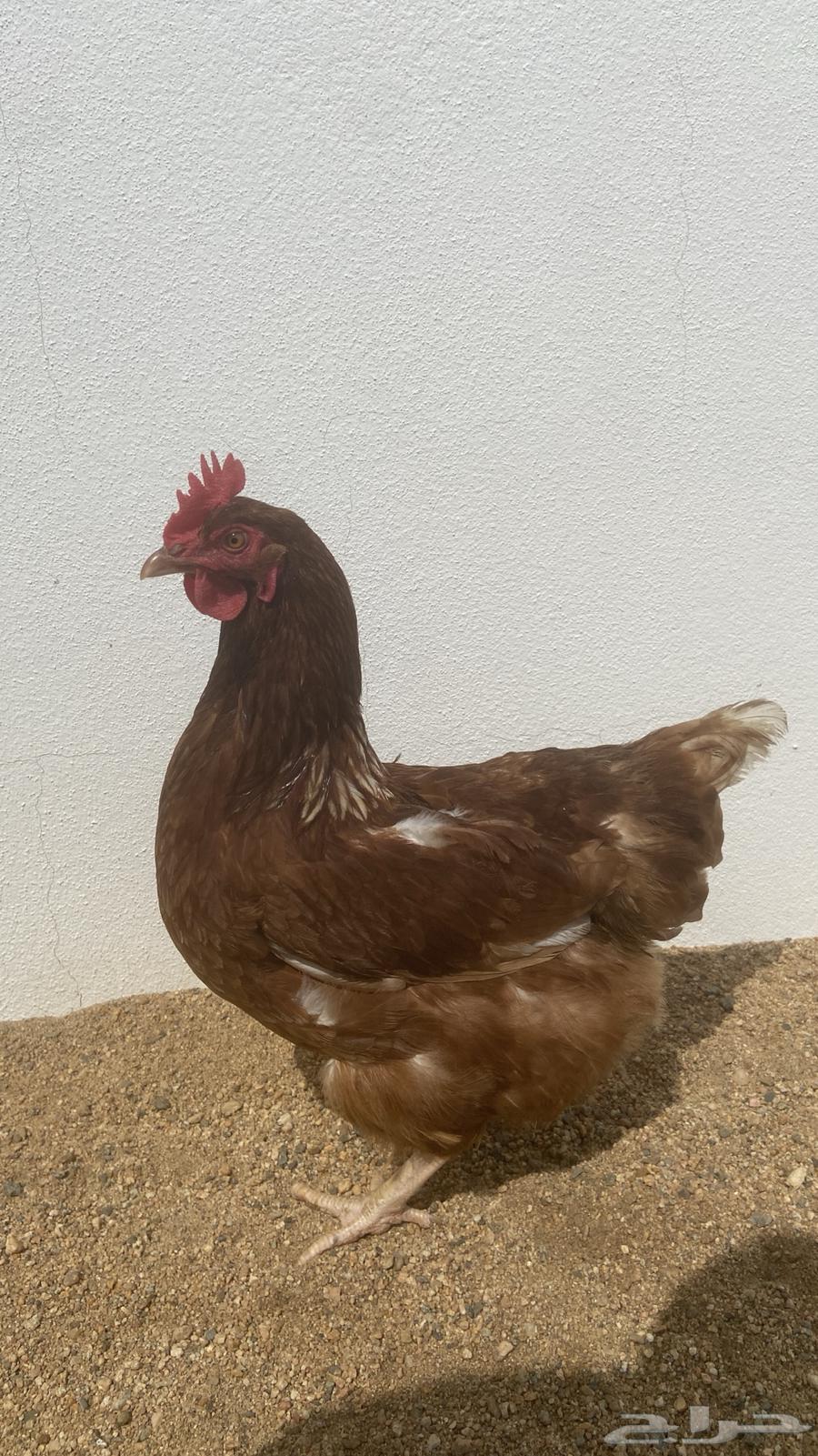 Fertilized Loohmann chicken eggs63102661967362111