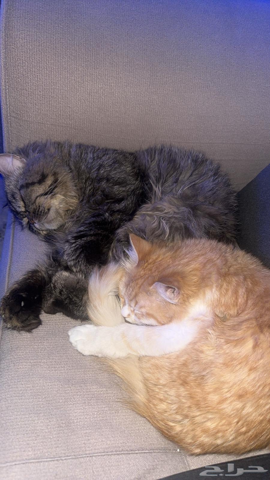 Cat hotel with special offer63102684933121110