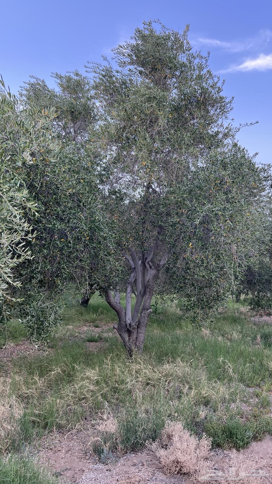 An olive tree in the hollow63101909986562112