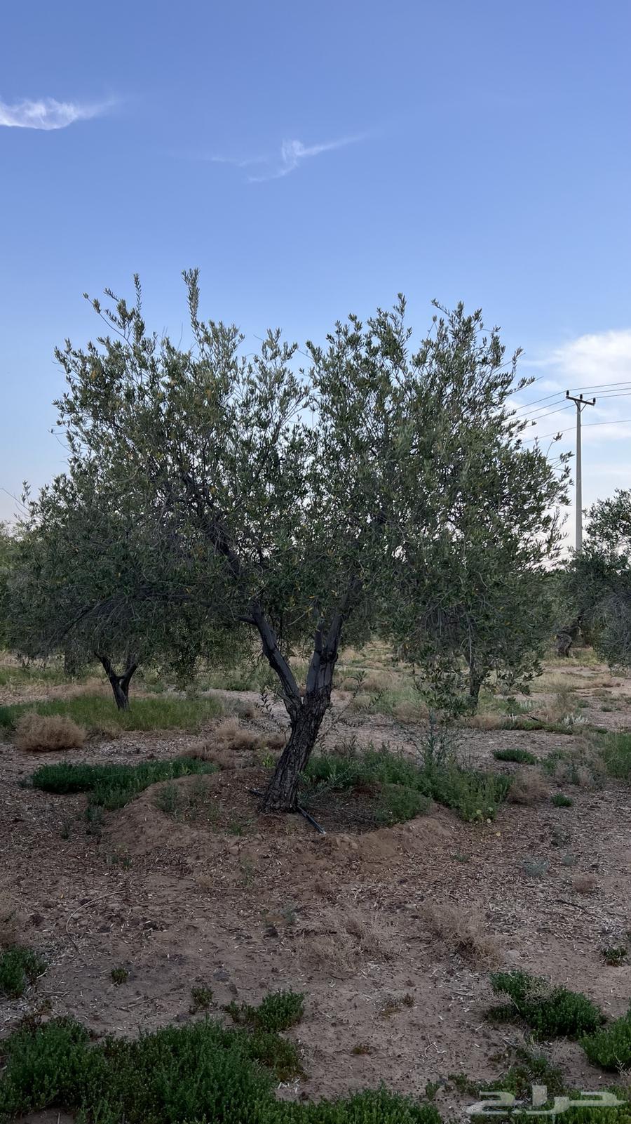 An olive tree in the hollow63101909986562111