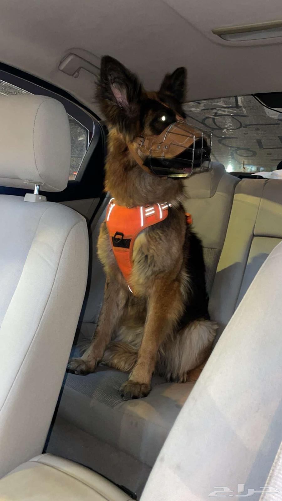 Female German Shepherd dog for sale63103086620033114
