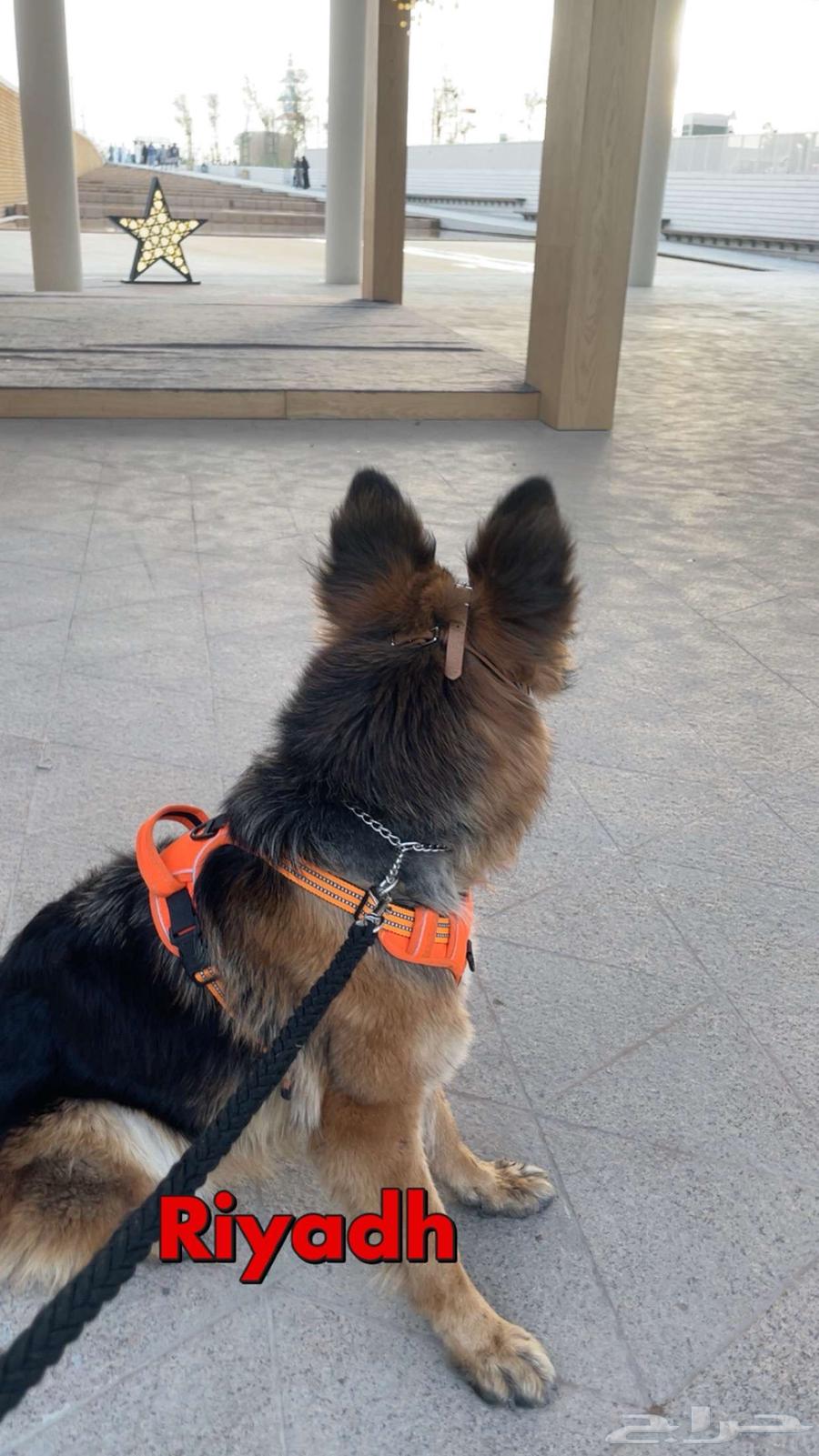 Female German Shepherd dog for sale63103086620033113