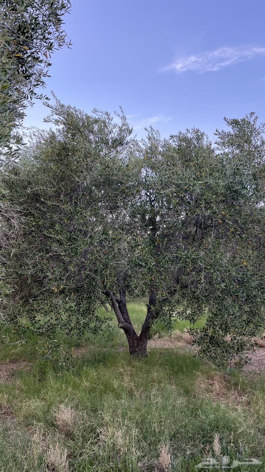 An olive tree in the hollow63101909986562114