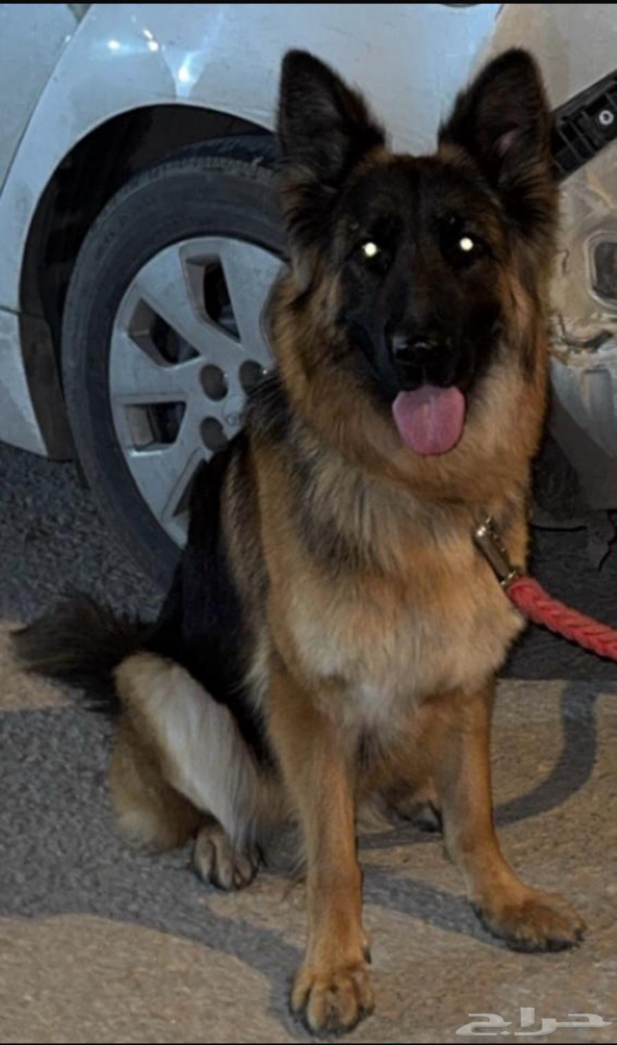 Female German Shepherd dog for sale63103086620033111