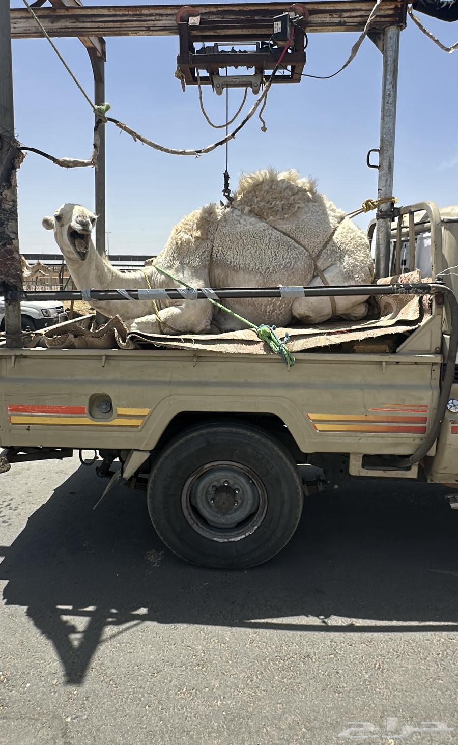 قعود كفو مبداء مجمل للبيع التواصل اتصال631030566803231121