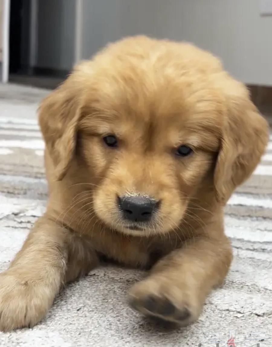 Golden Retriever63105282832897111