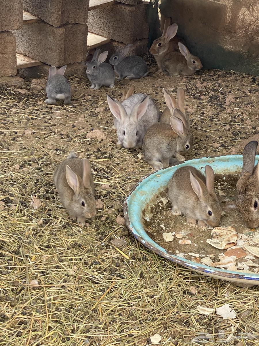 Rabbits63480626353283111