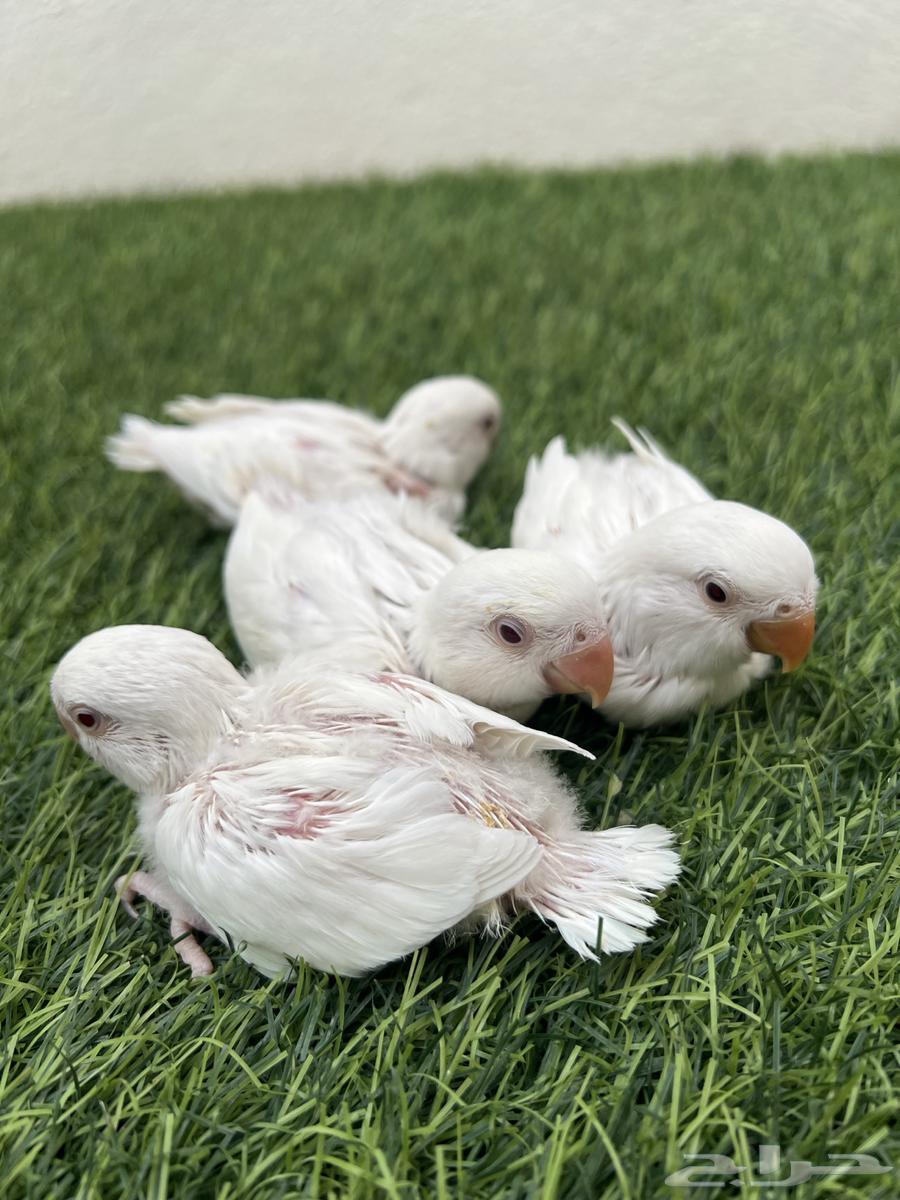 Albino Day63102319836289119