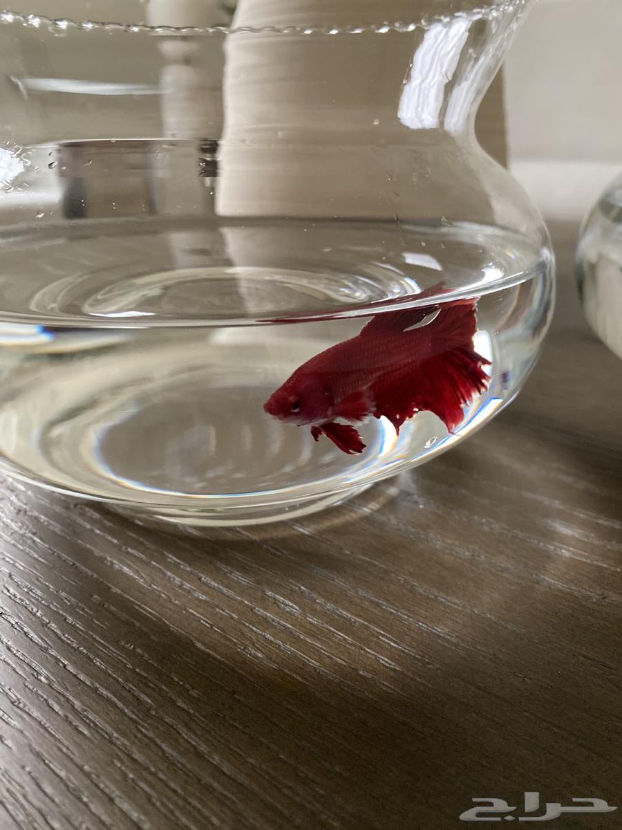 Two fish for sale with their food63102684897154112