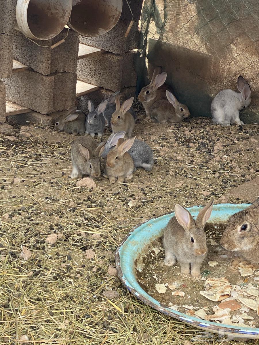 Rabbits634806263532831117