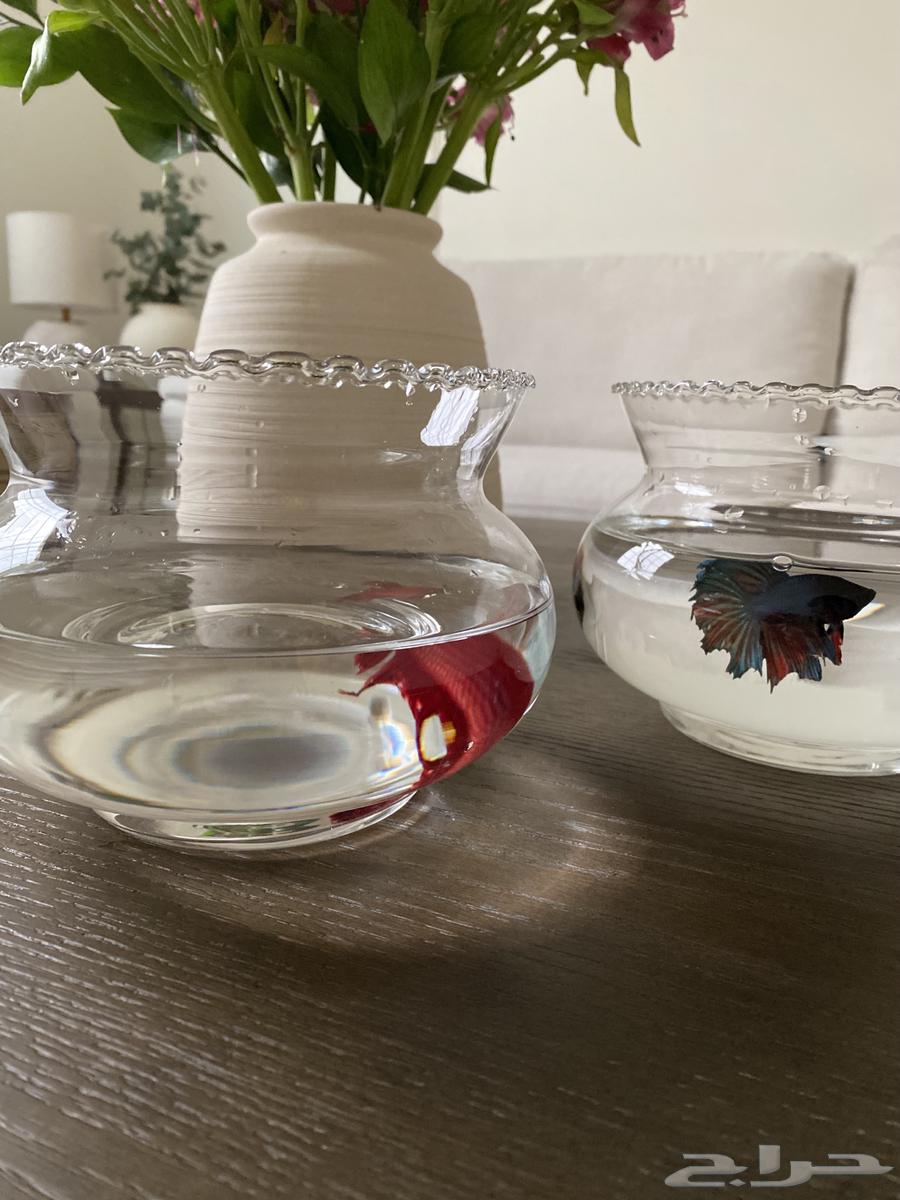Two fish for sale with their food63102684897154113