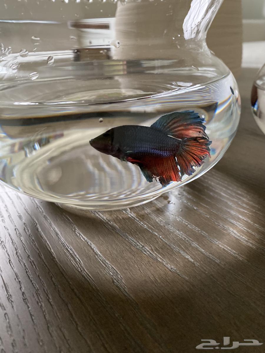 Two fish for sale with their food63102684897154111