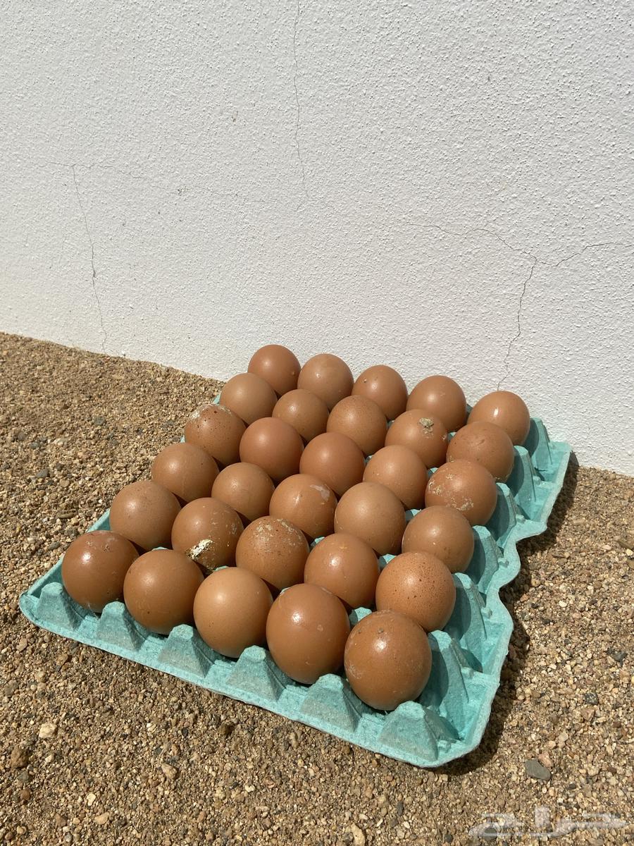 Fertilized Loohmann chicken eggs631026619673621124